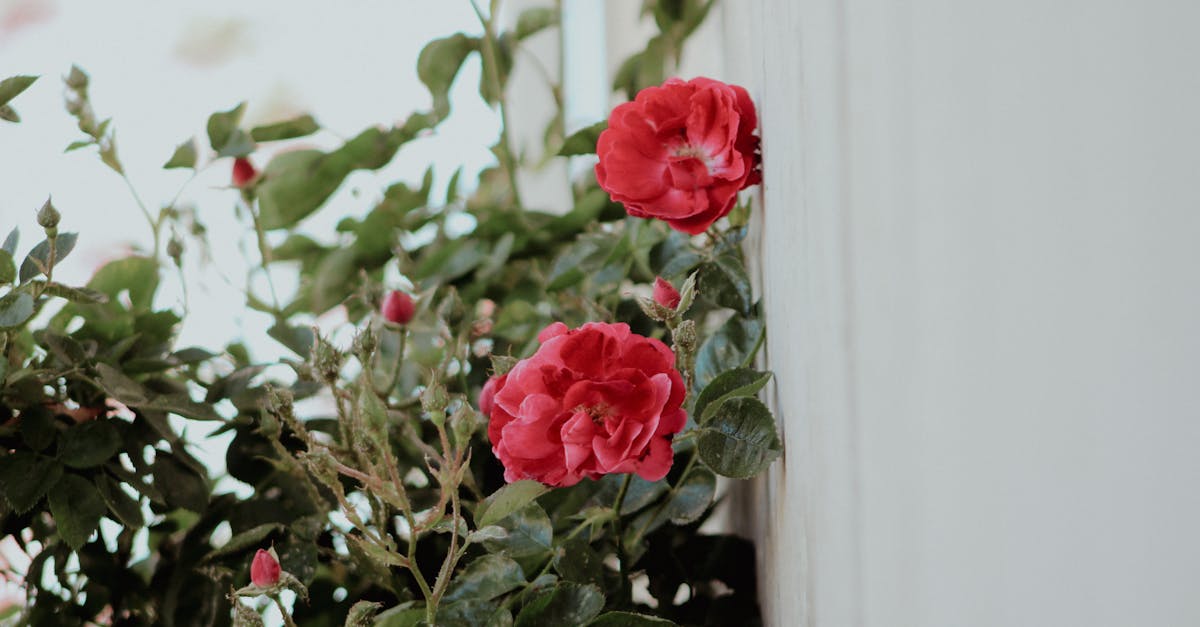 第九屆國際月季大會盛大開幕,北京門頭溝迎來花卉盛宴