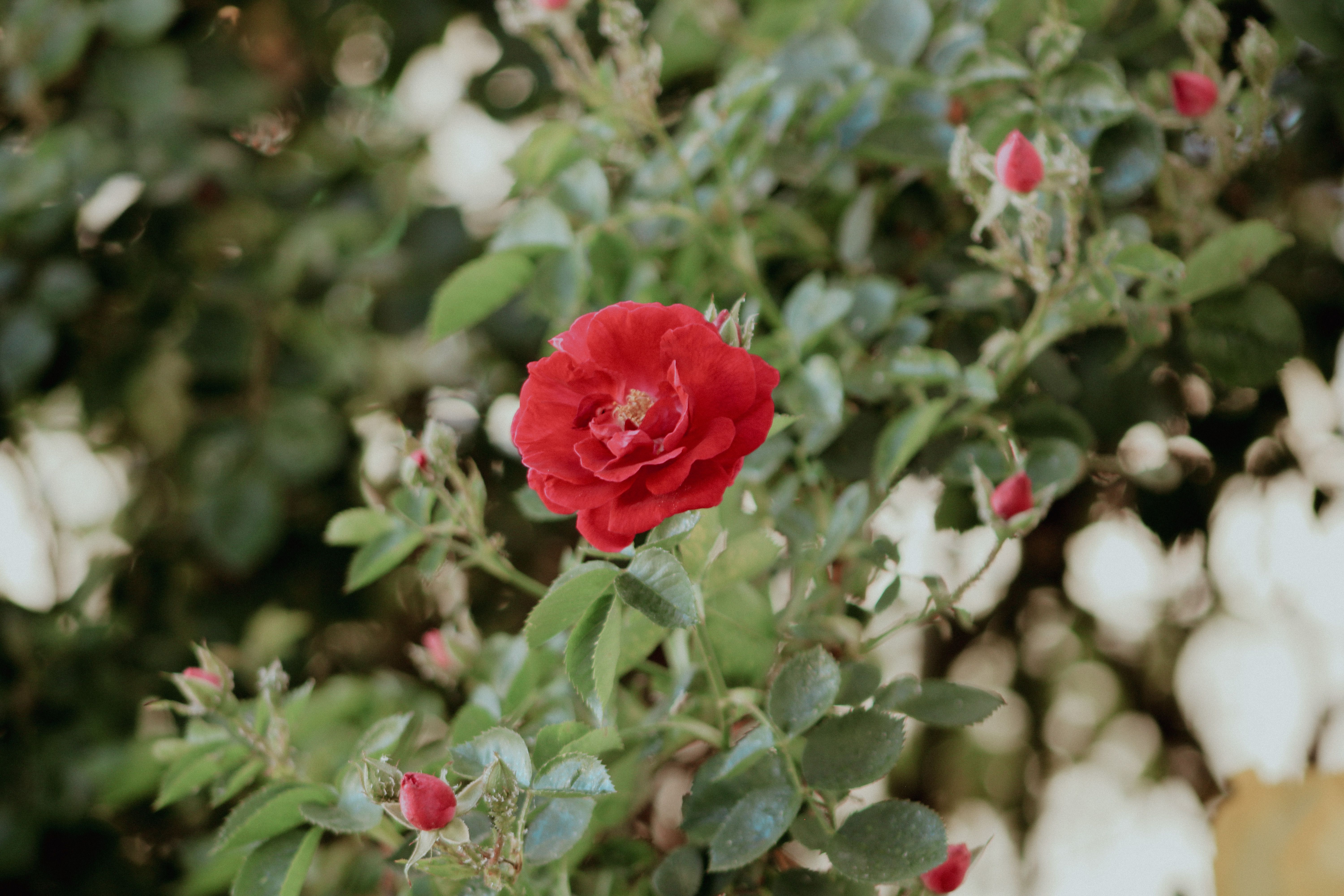 Vibrant Red Rose Bloom with Green Foliage · Free Stock Photo