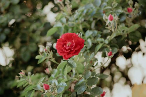 Free Captivating red rose in full bloom amidst lush green leaves, perfect for nature wallpapers. Stock Photo