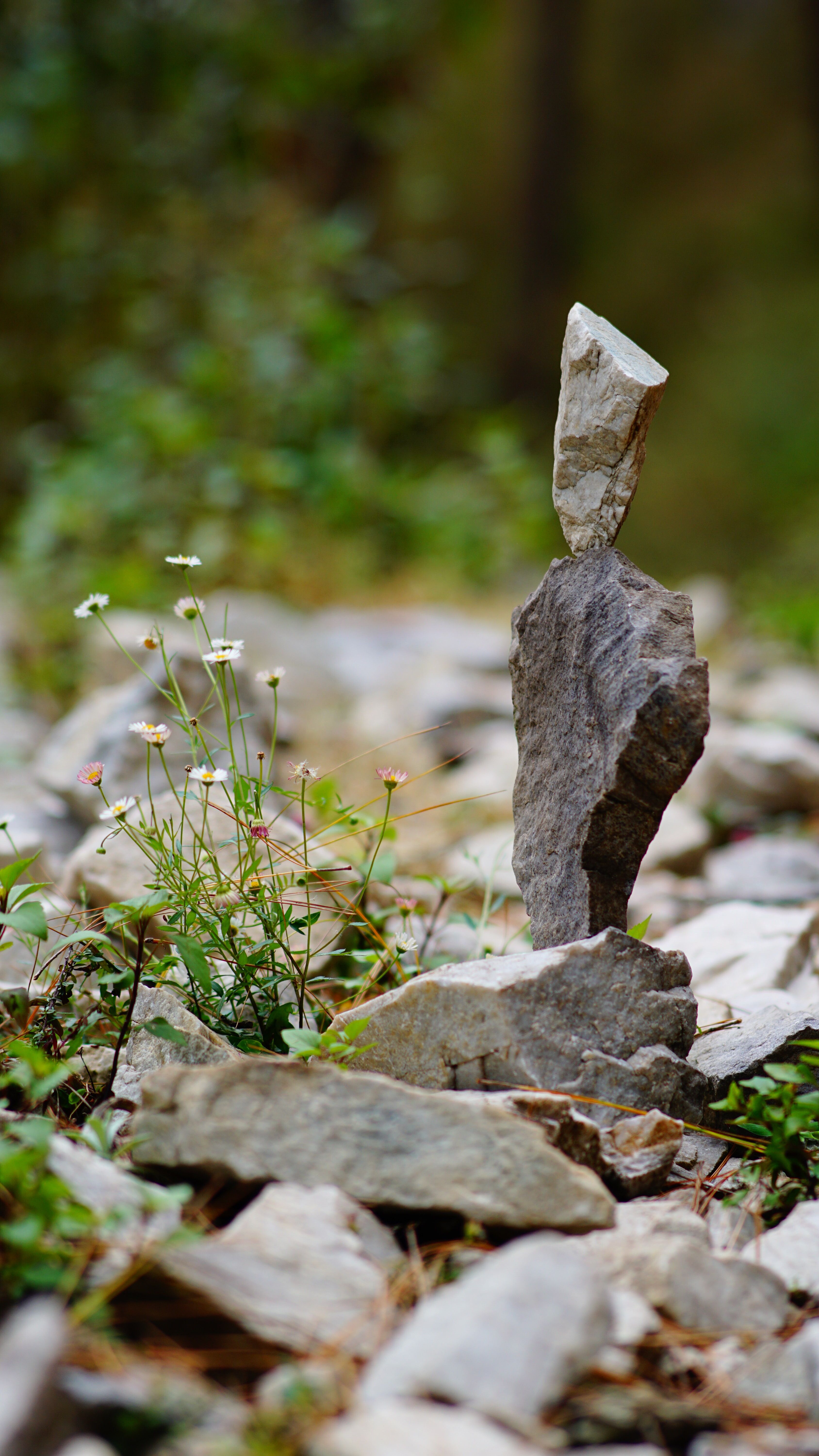 Fotomural Una pila serena de rocas en equilibrio junto a flores silvestres en un exuberante entorno al aire libre.