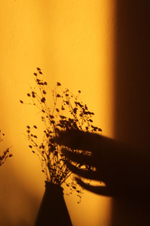 Free Shadow of a hand and delicate plant silhouetted against a vibrant orange background. Stock Photo