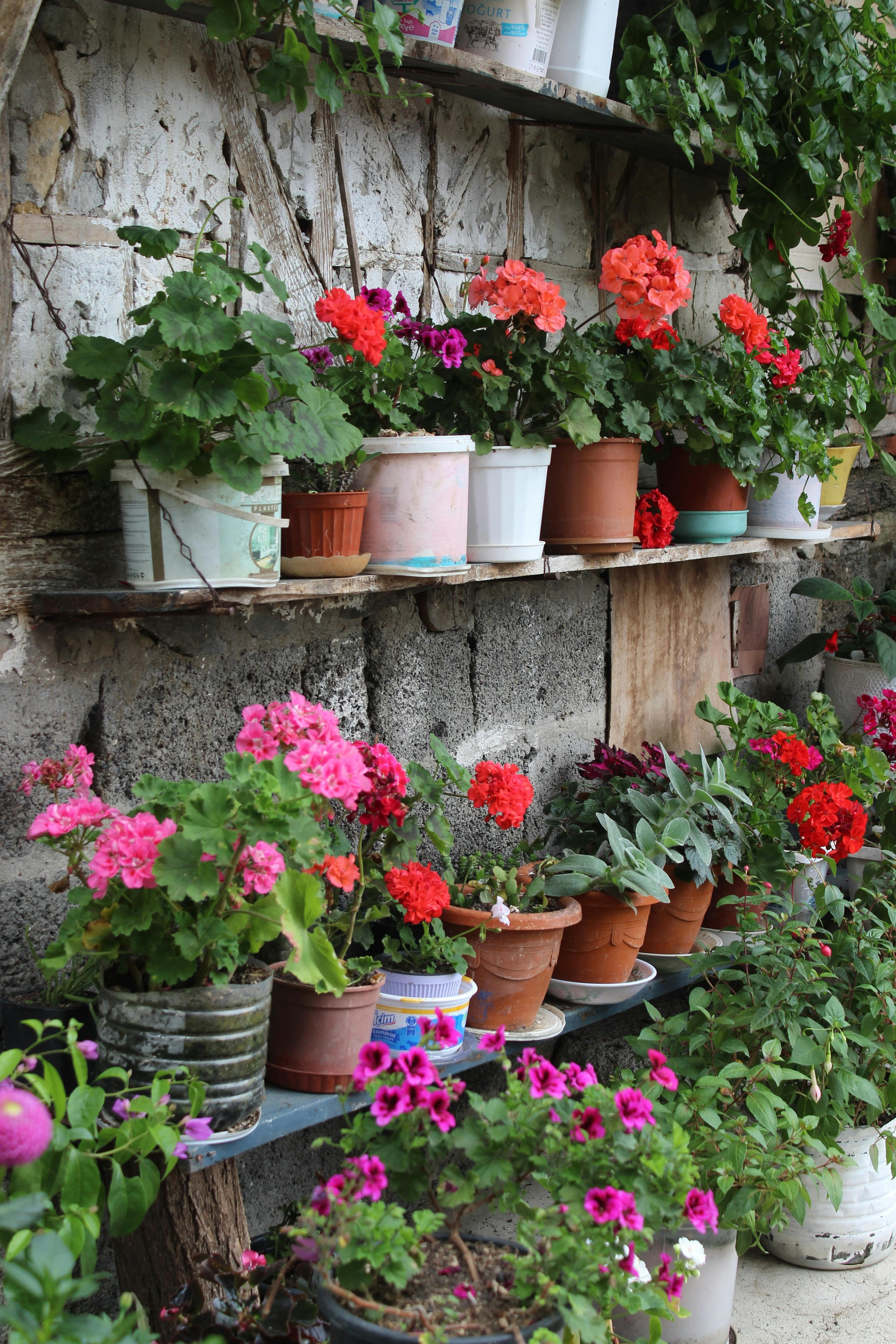 Colorful flower pots on a rustic shelf in an outdoor garden setting.