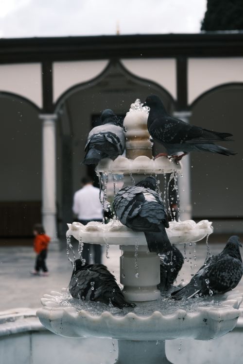 Free Pigeons gather on a water fountain in a peaceful courtyard, creating a serene atmosphere. Stock Photo