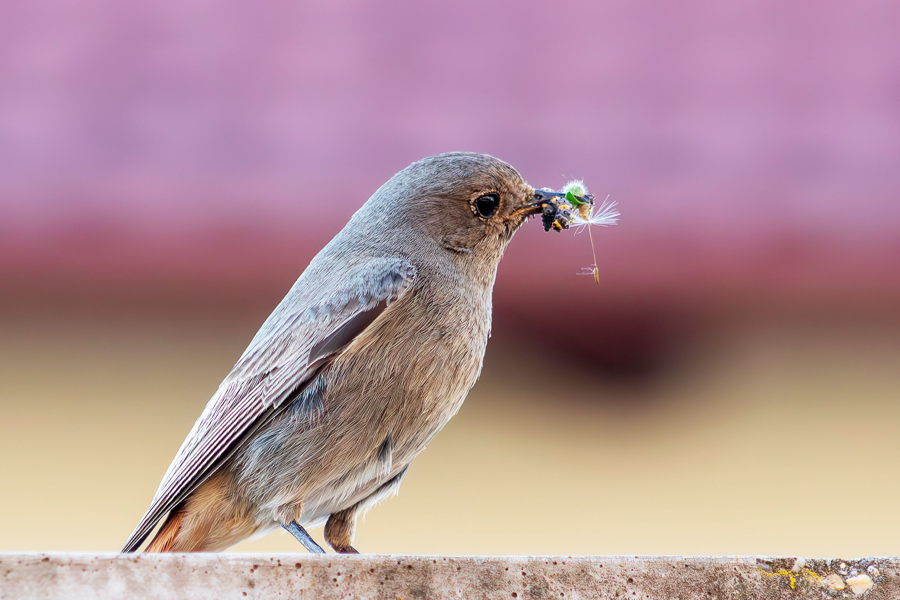 A close-up of a bird capturing an insect while perched on a ledge in Győr, Hungary.