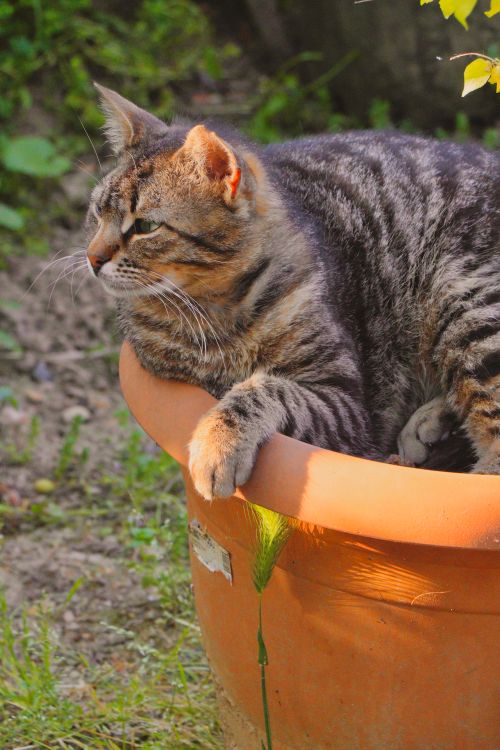 Tabby Cat Relaxing in a Sunlit Garden Pot · Free Stock Photo