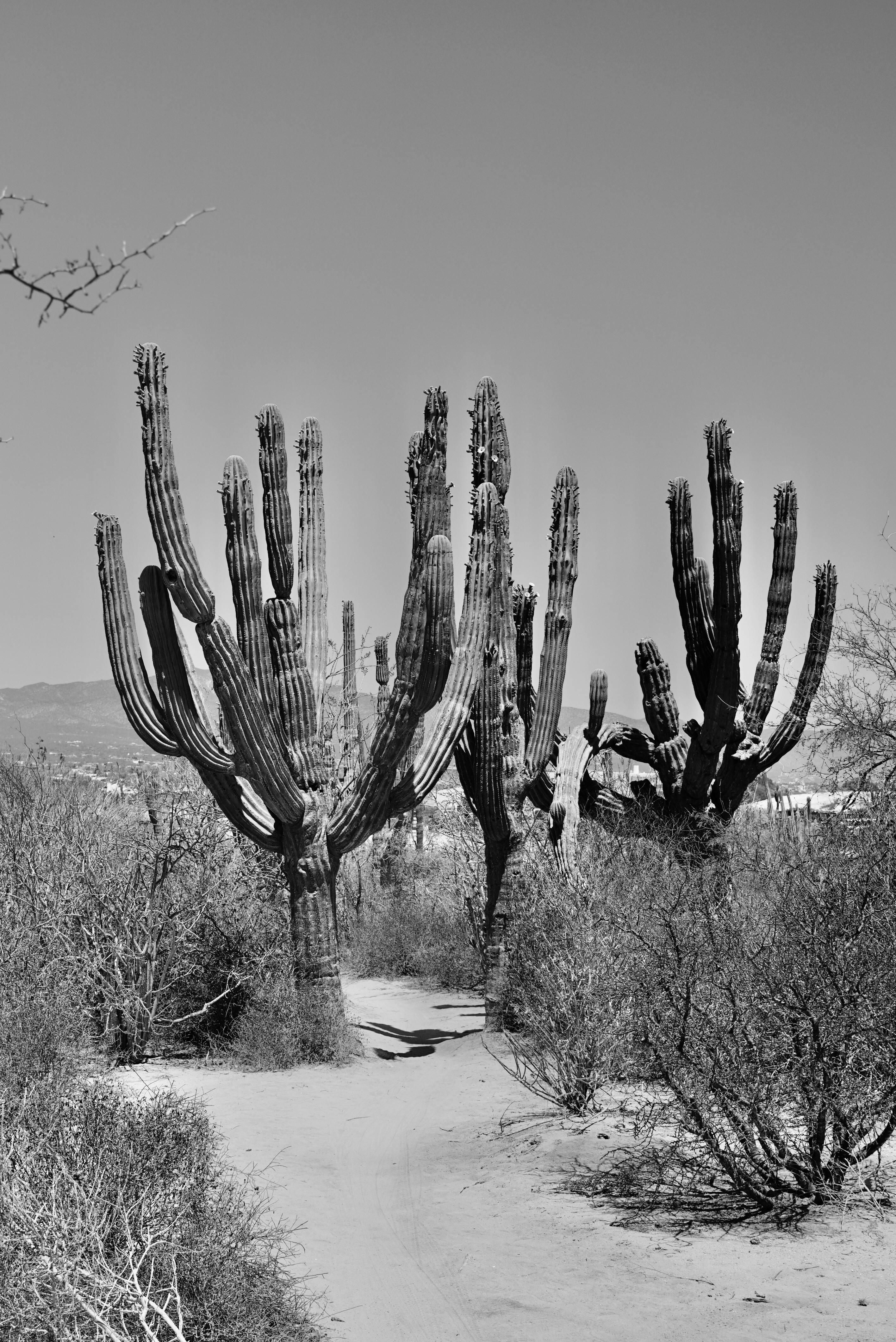 Monochrome view of towering cacti in the arid landscape of Baja California Sur, Mexico.