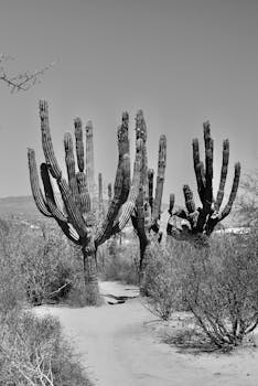 Monochrome view of towering cacti in the arid landscape of Baja California Sur, Mexico.
