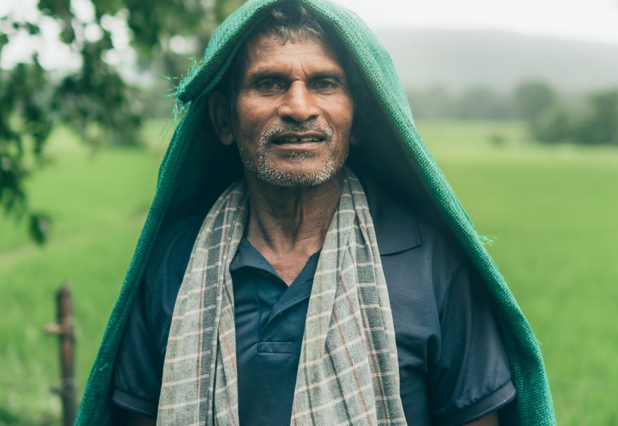 Lush green farmland in rural India