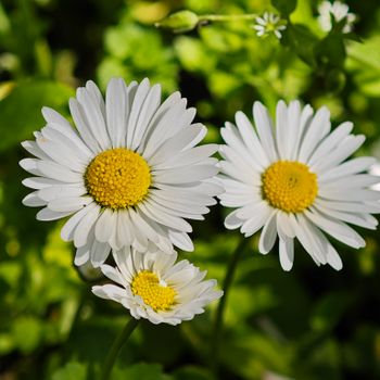 Marc Jacobs Daisy