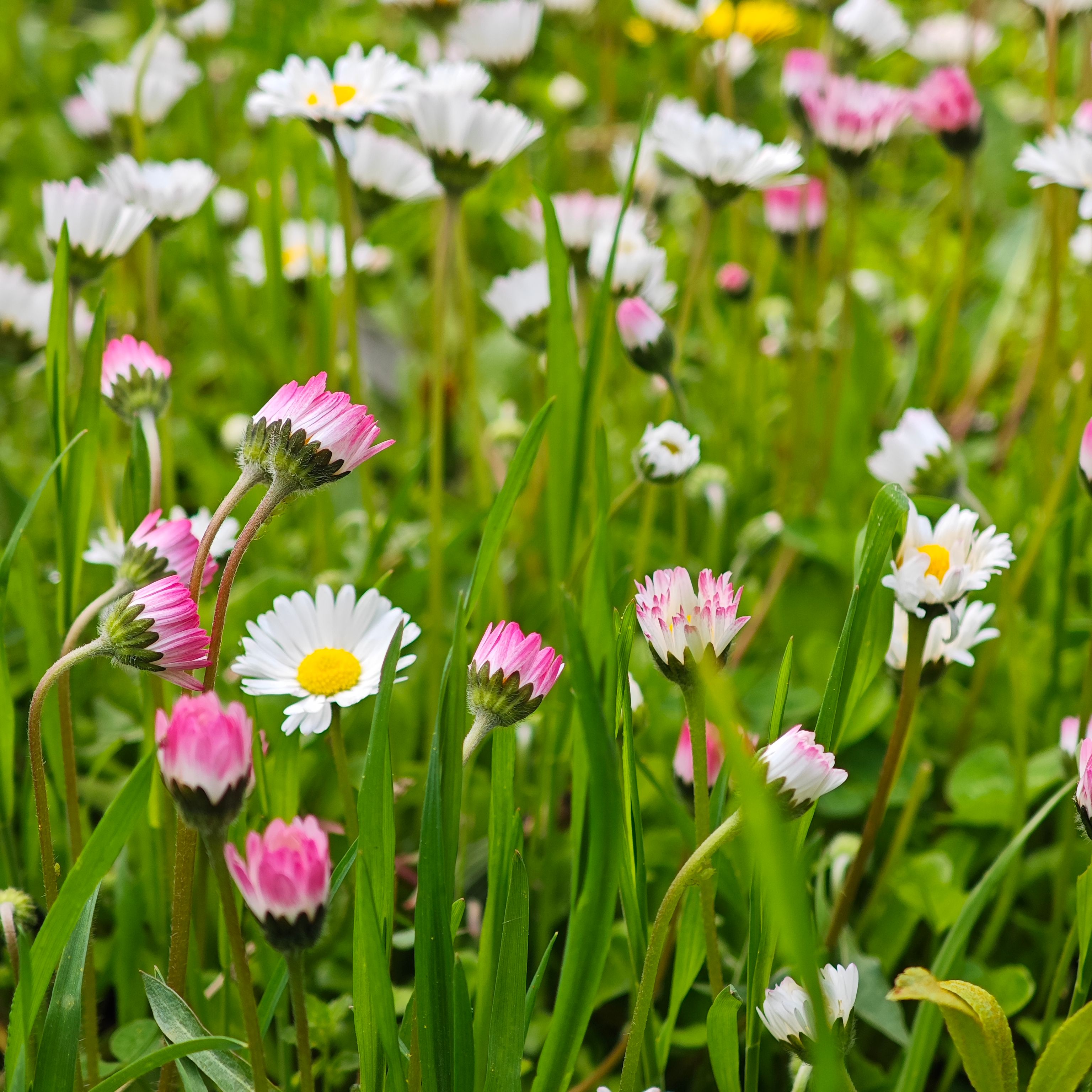 Blooming Daisies in Lush Spring Meadow · Free Stock Photo