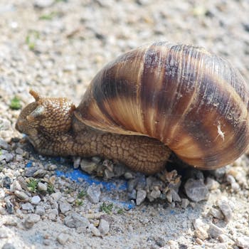 Detailed close-up of a garden snail sliding over rocky terrain, showcasing its textured shell.