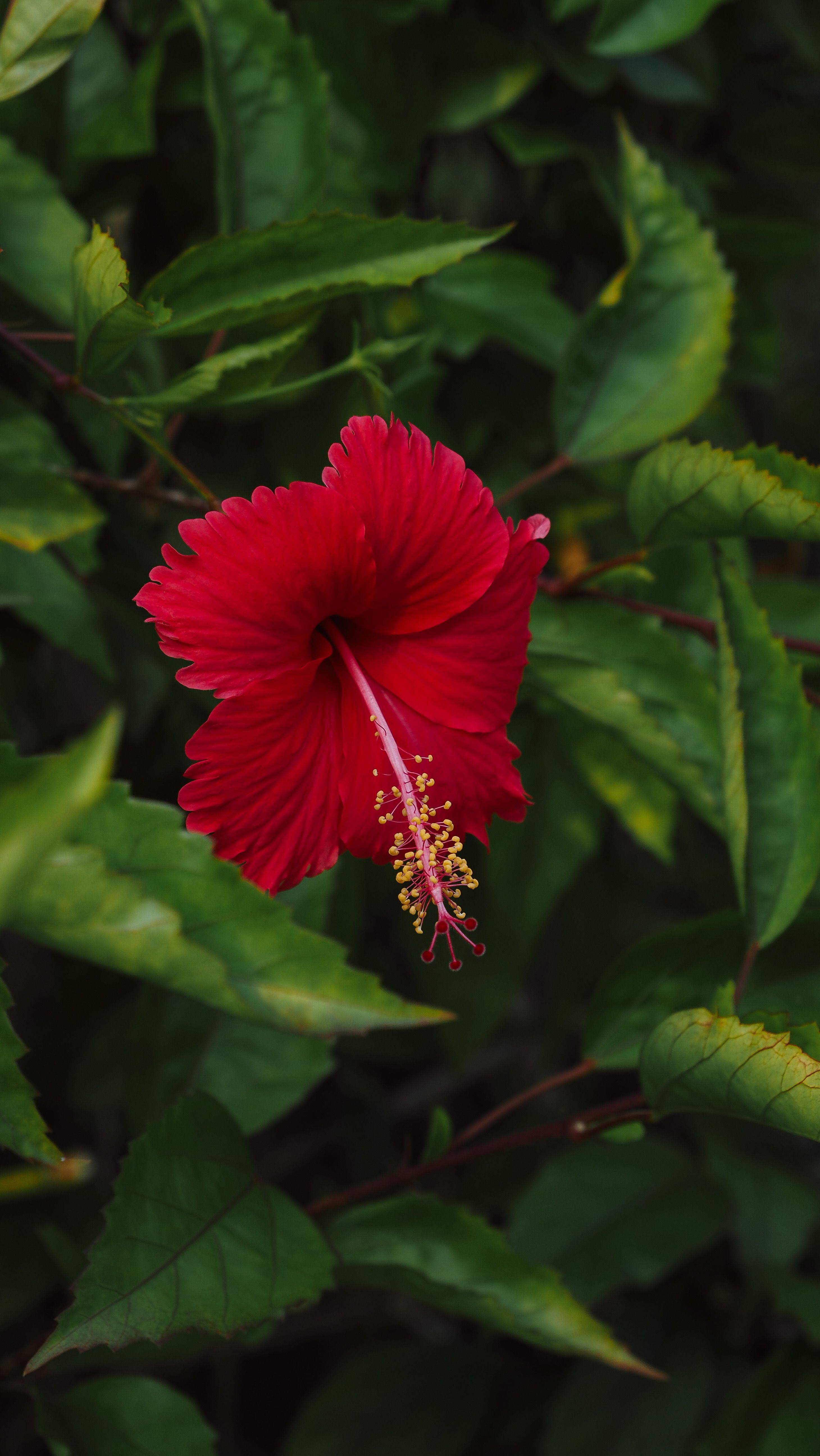 Vibrant Red Hibiscus Flower Among Lush Green Leaves · Free Stock Photo