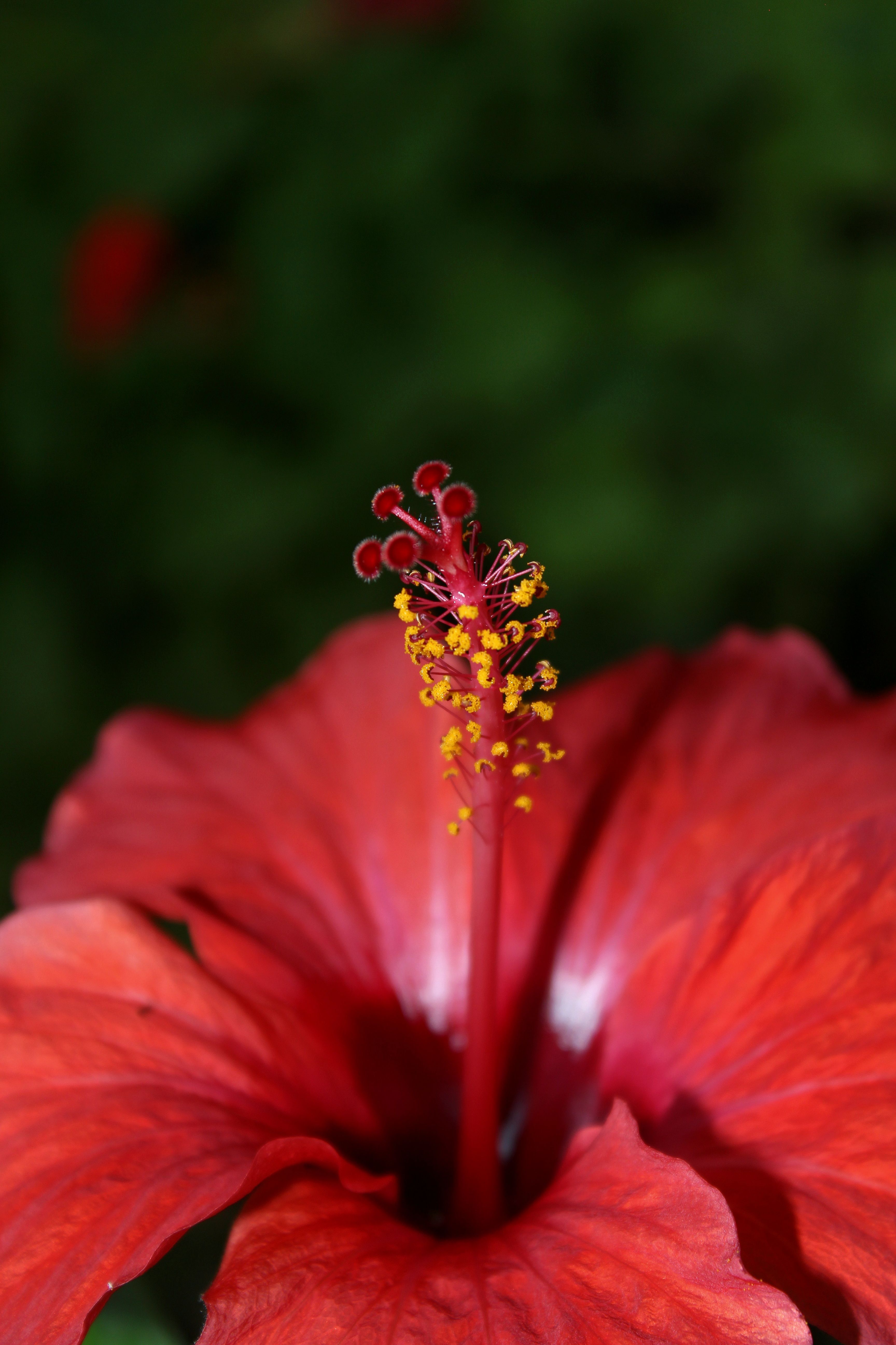 Hibiscus Commun Photos, Download The BEST Free Hibiscus Commun Stock ...