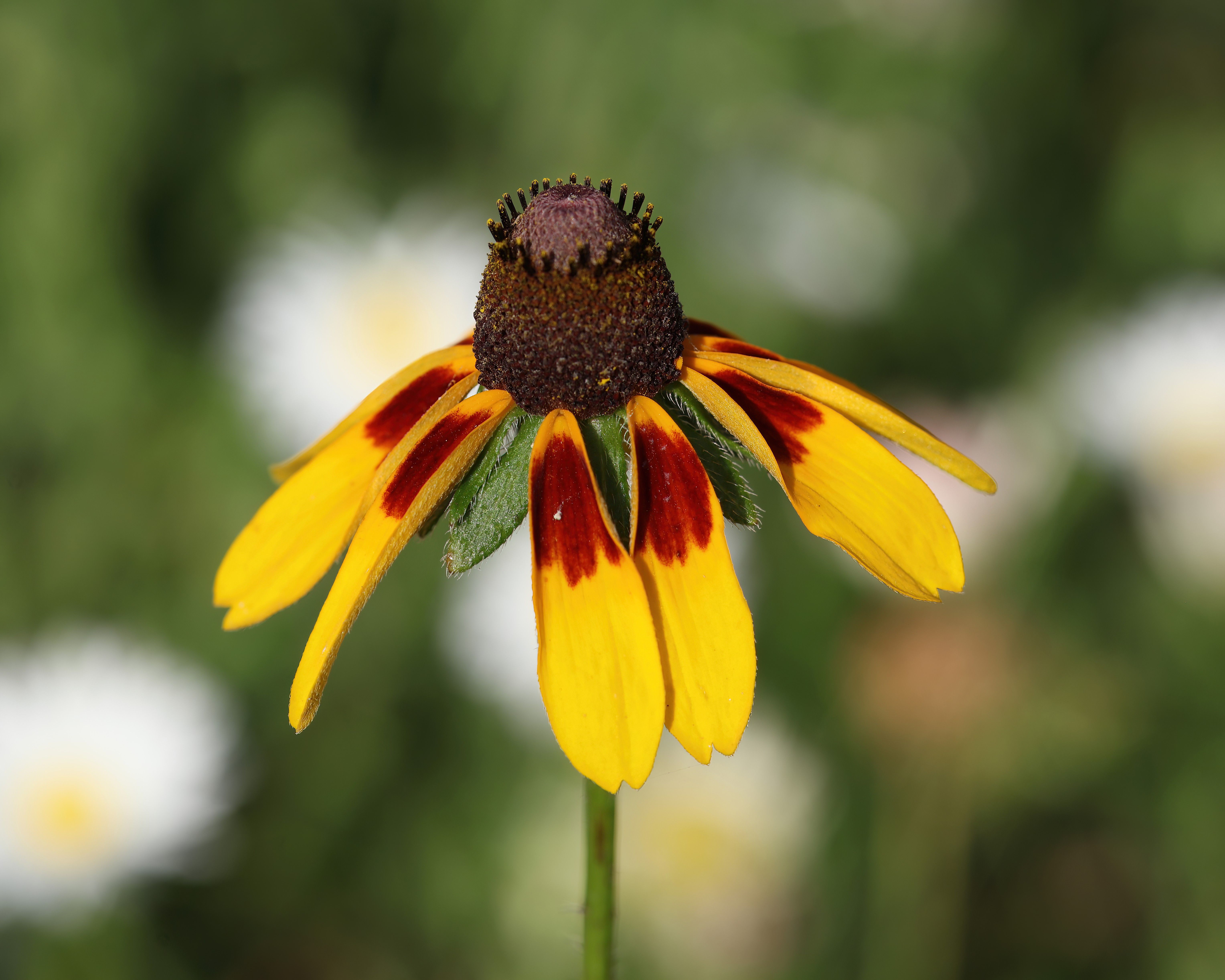 Close-up of a Black Eyed Susan Flower in Bloom · Free Stock Photo
