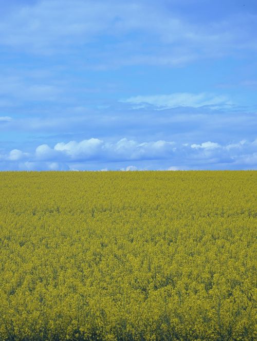 Yellow Flowers in Green Grass Field · Free Stock Photo