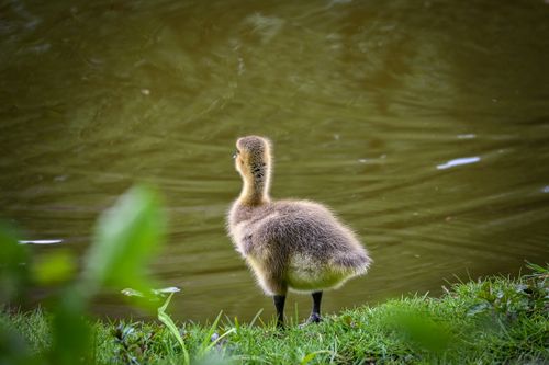 Free A cute gosling standing by a pond in Kerkrade, Netherlands, displaying natural beauty. Stock Photo
