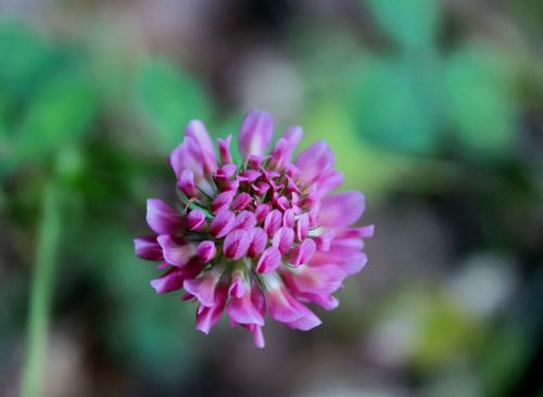 Free Macro shot of a vibrant pink clover flower with blurred background, showcasing natural beauty. Stock Photo