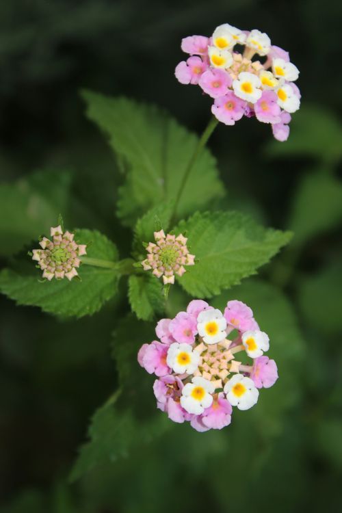 Free Beautiful pink and yellow lantana flowers with green leaves captured in a close-up shot. Stock Photo