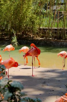flamingo photo