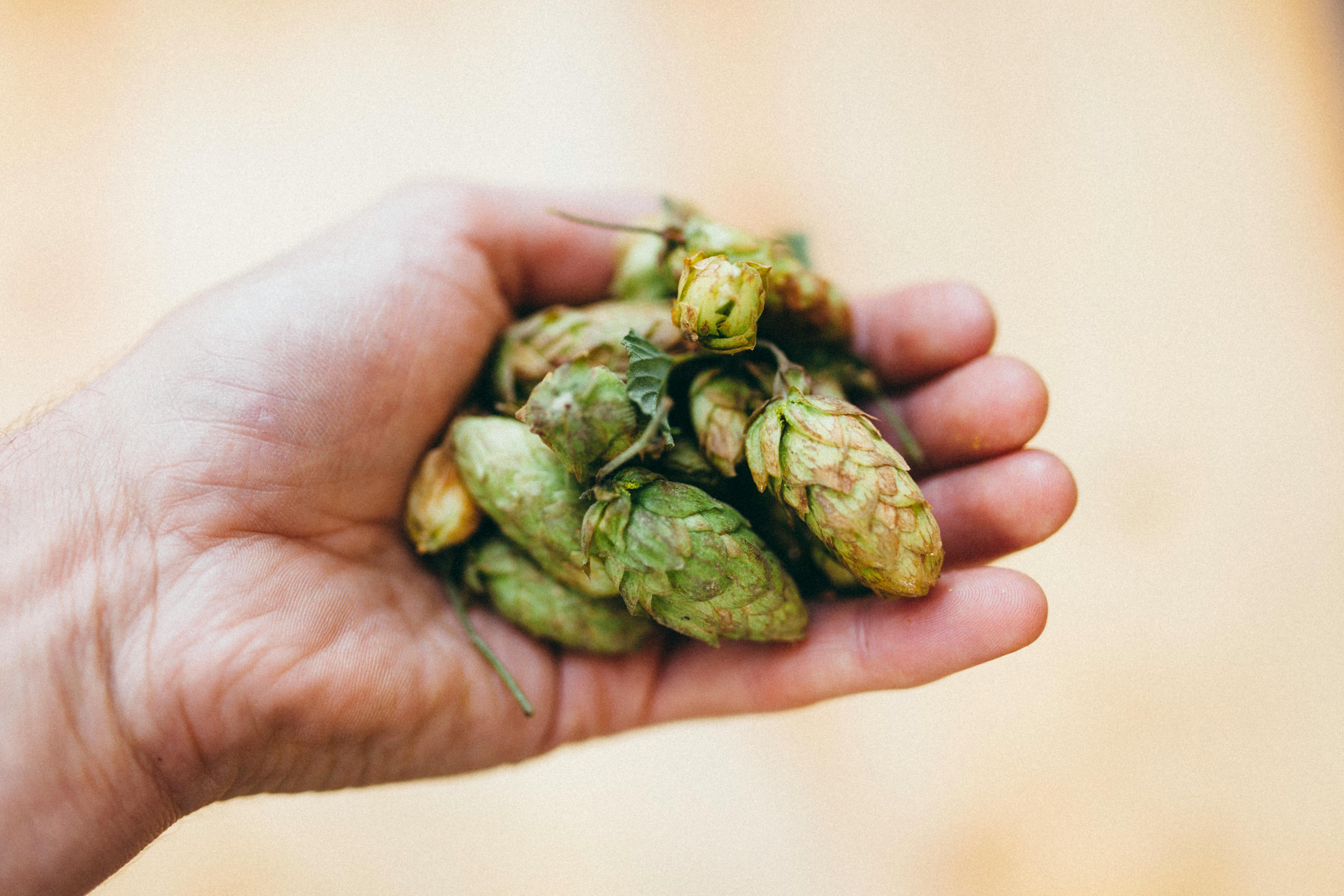 How To Brew Beer At Home