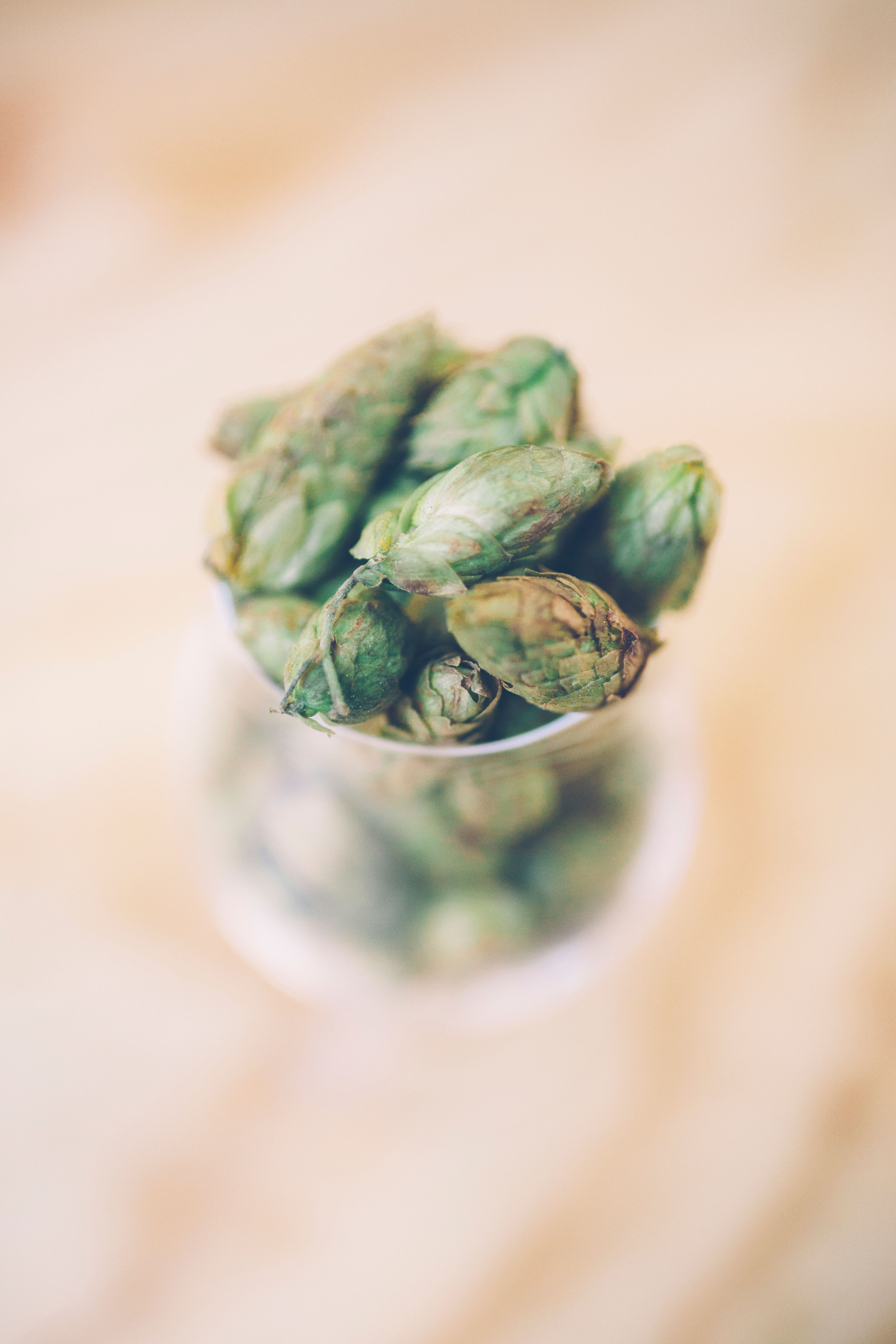 Fresh hops in a glass ready for dry hopping