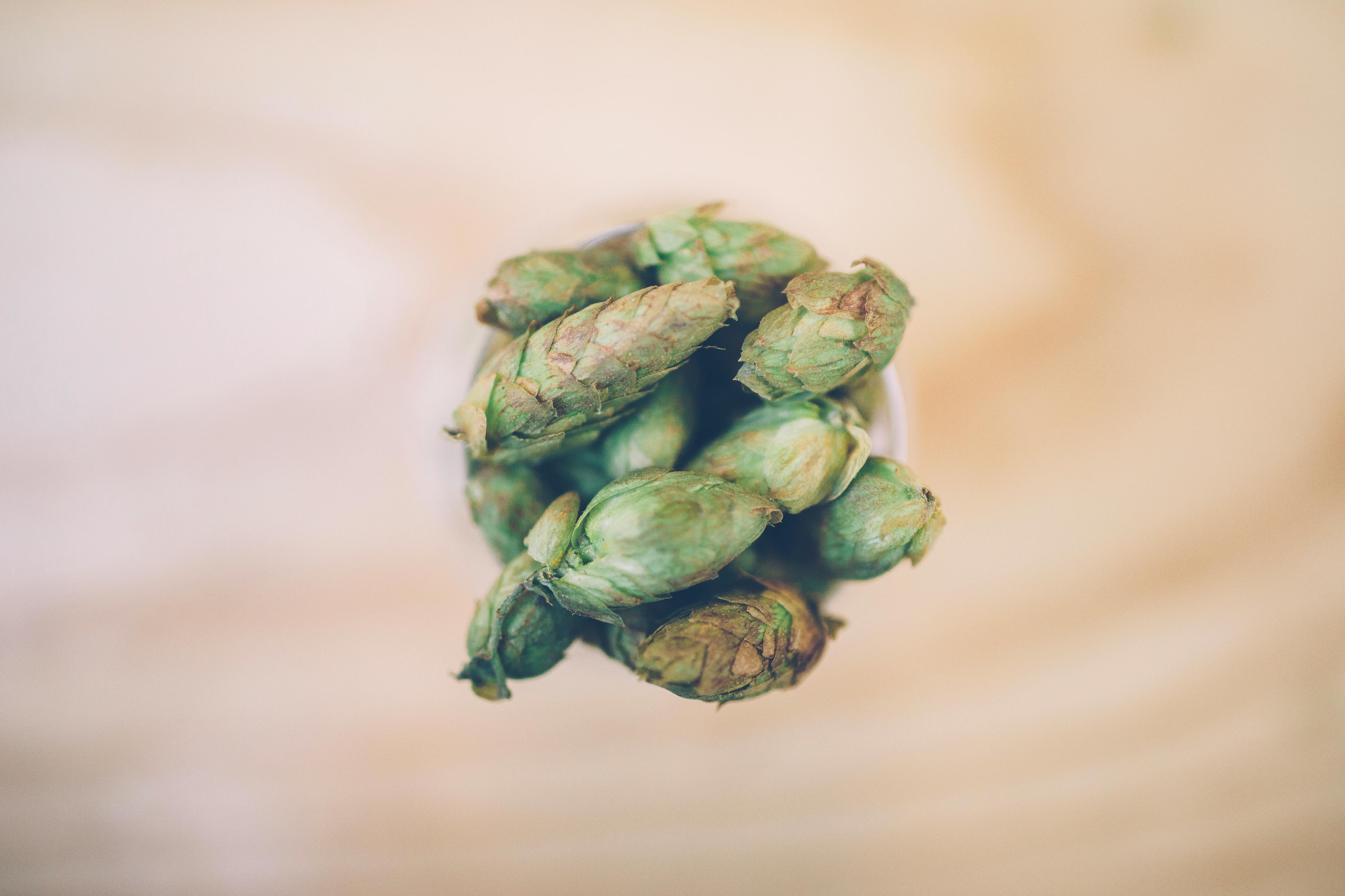 Maximizing Hop Harvest for Optimal Beer Aromas and Flavors