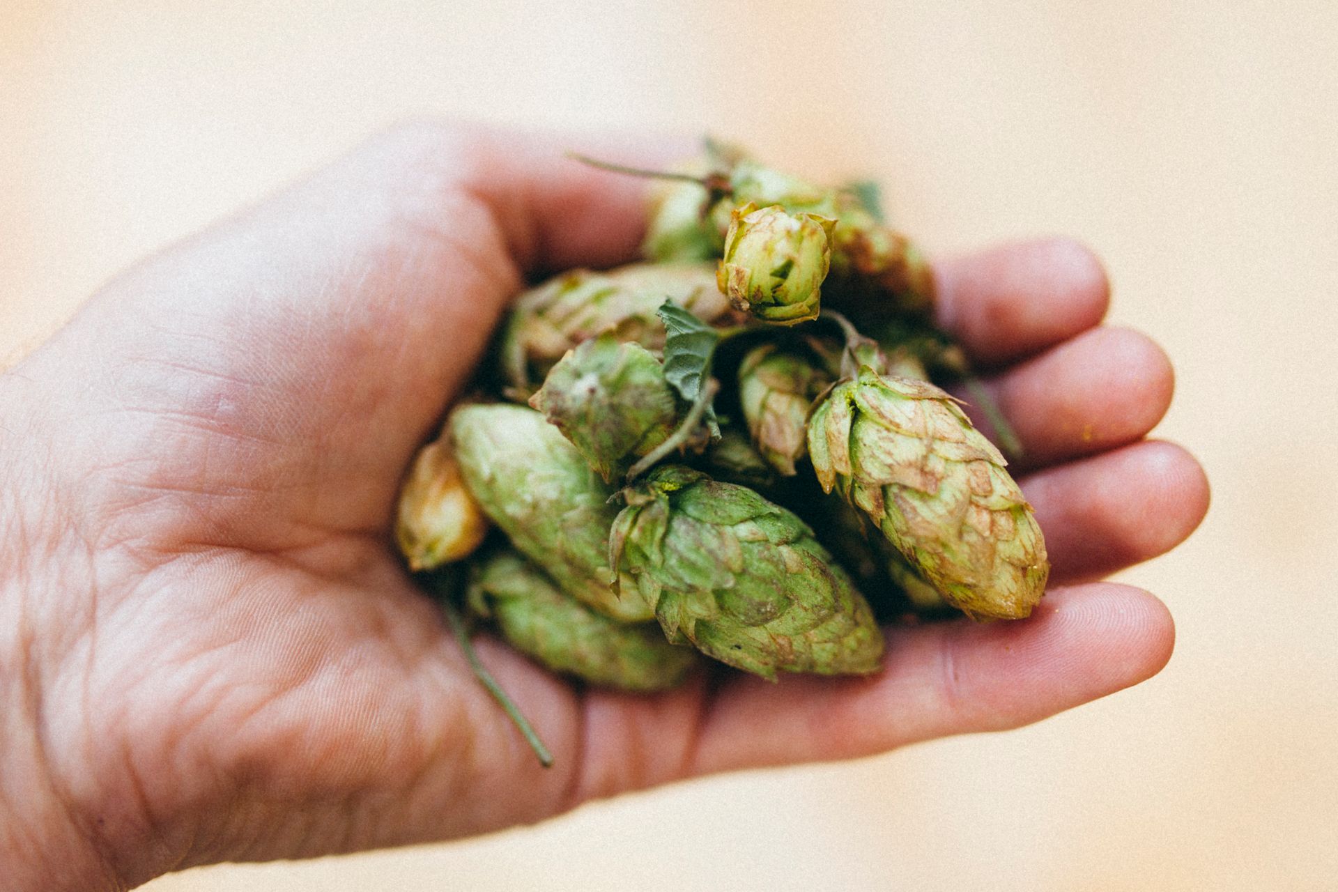 Close-up of fresh hops in a person's hand, perfect for brewing enthusiasts or beer industry visuals.