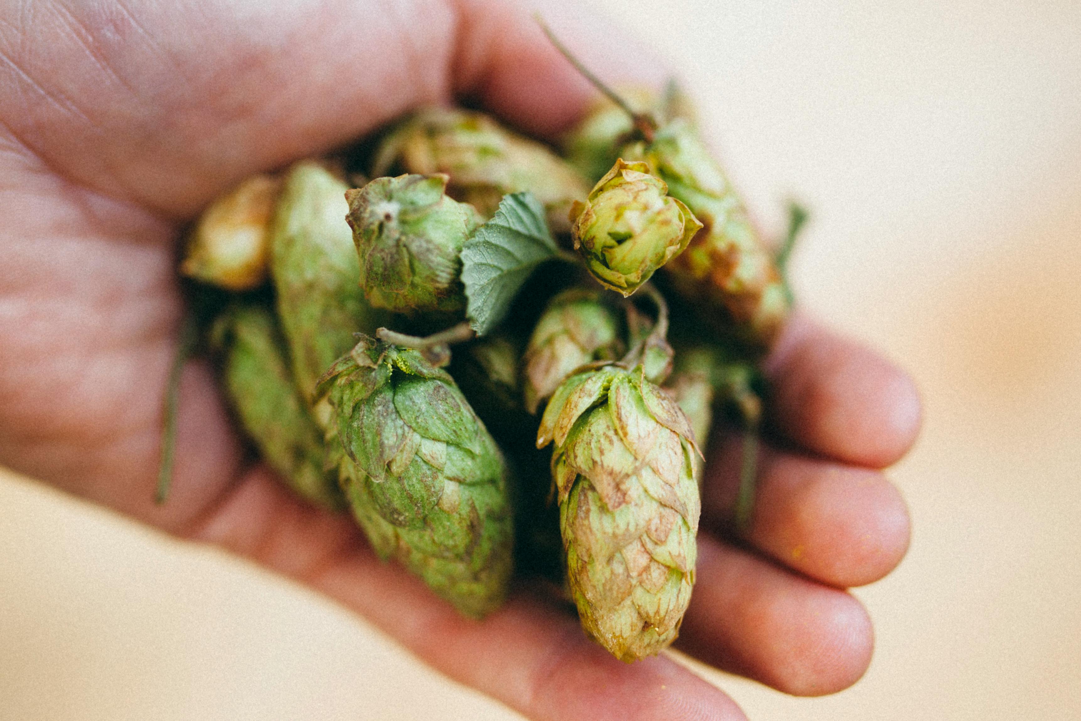 Mastering Hazy IPAs: Fidens Brewery's Approach & Techniques