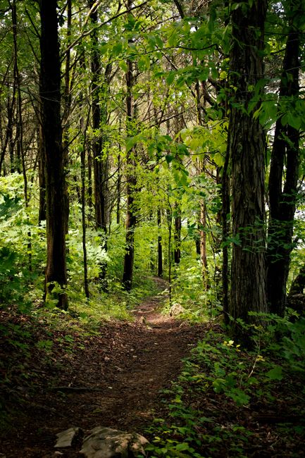 Explore Forest Paths things to do in issaquah