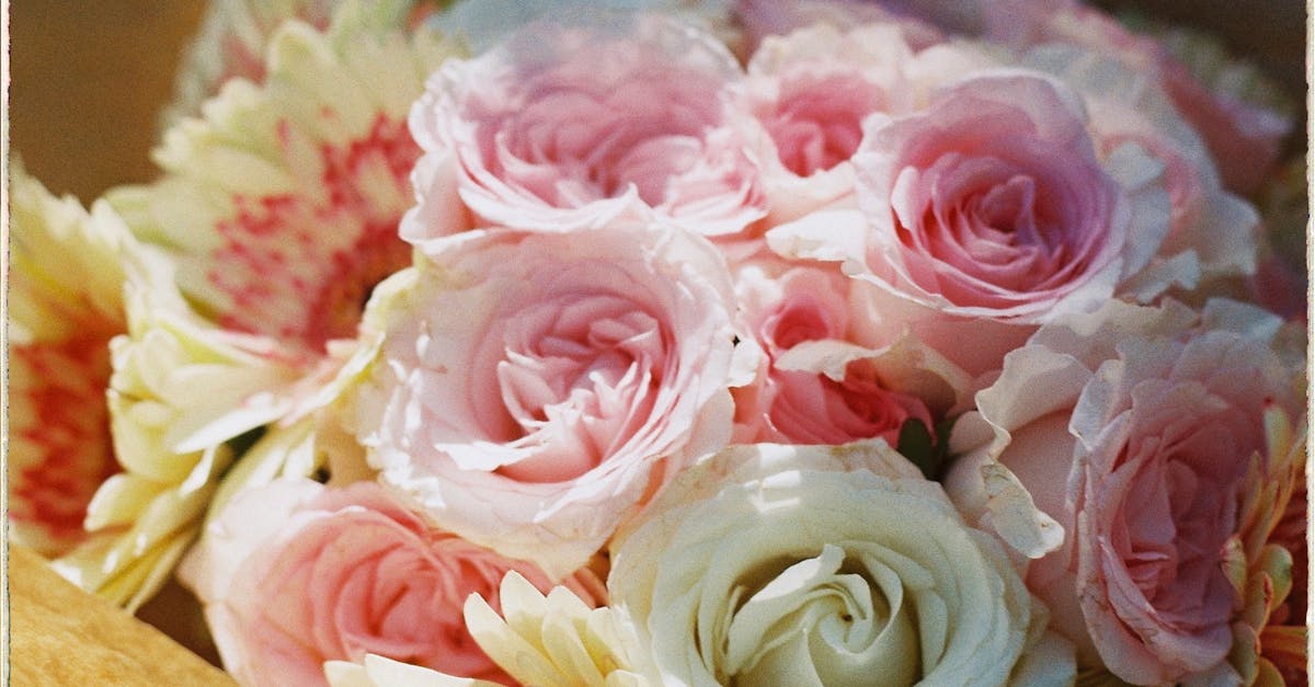 第九屆國際月季大會盛大開幕,北京門頭溝迎來花卉盛宴