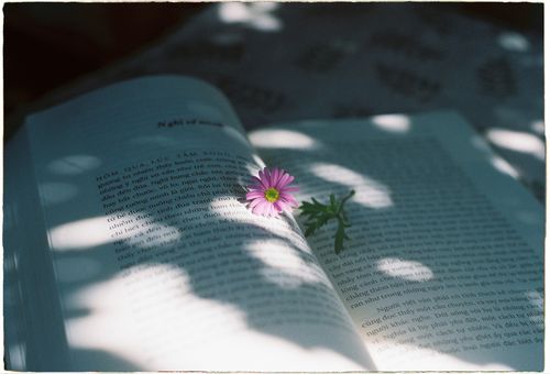 Free An open book with a purple flower and soft shadows creates a serene, introspective scene. Stock Photo