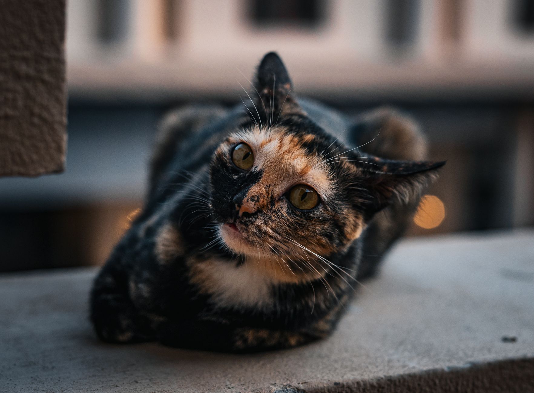 Veterinary care for a cat