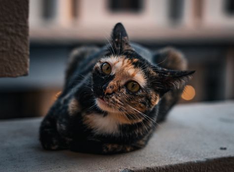 Close-up of a calico cat lounging with a blurred cityscape in the background in Thailand.