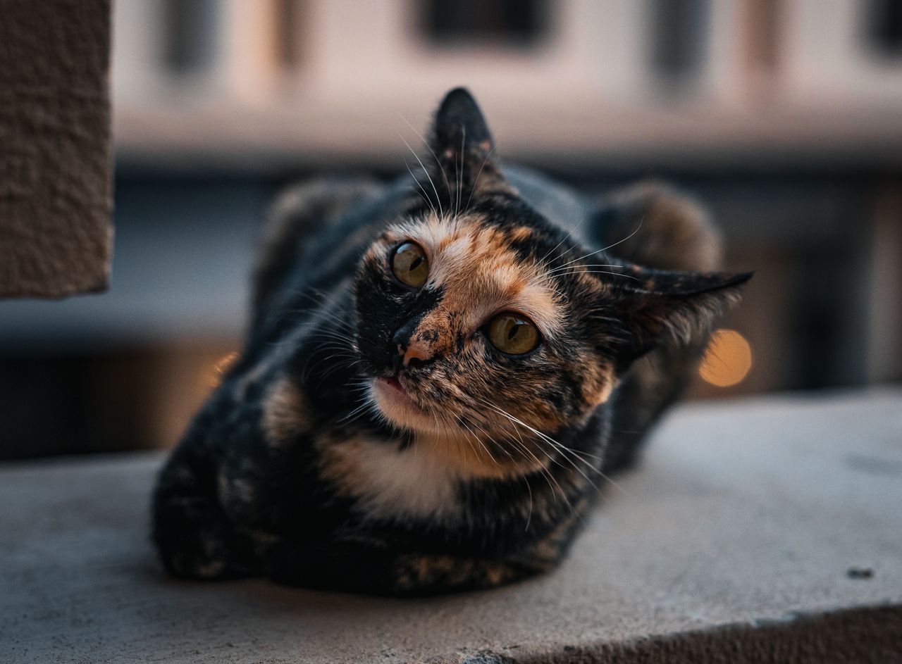 close up of a calico cat lounging with a blurred cityscape in the back