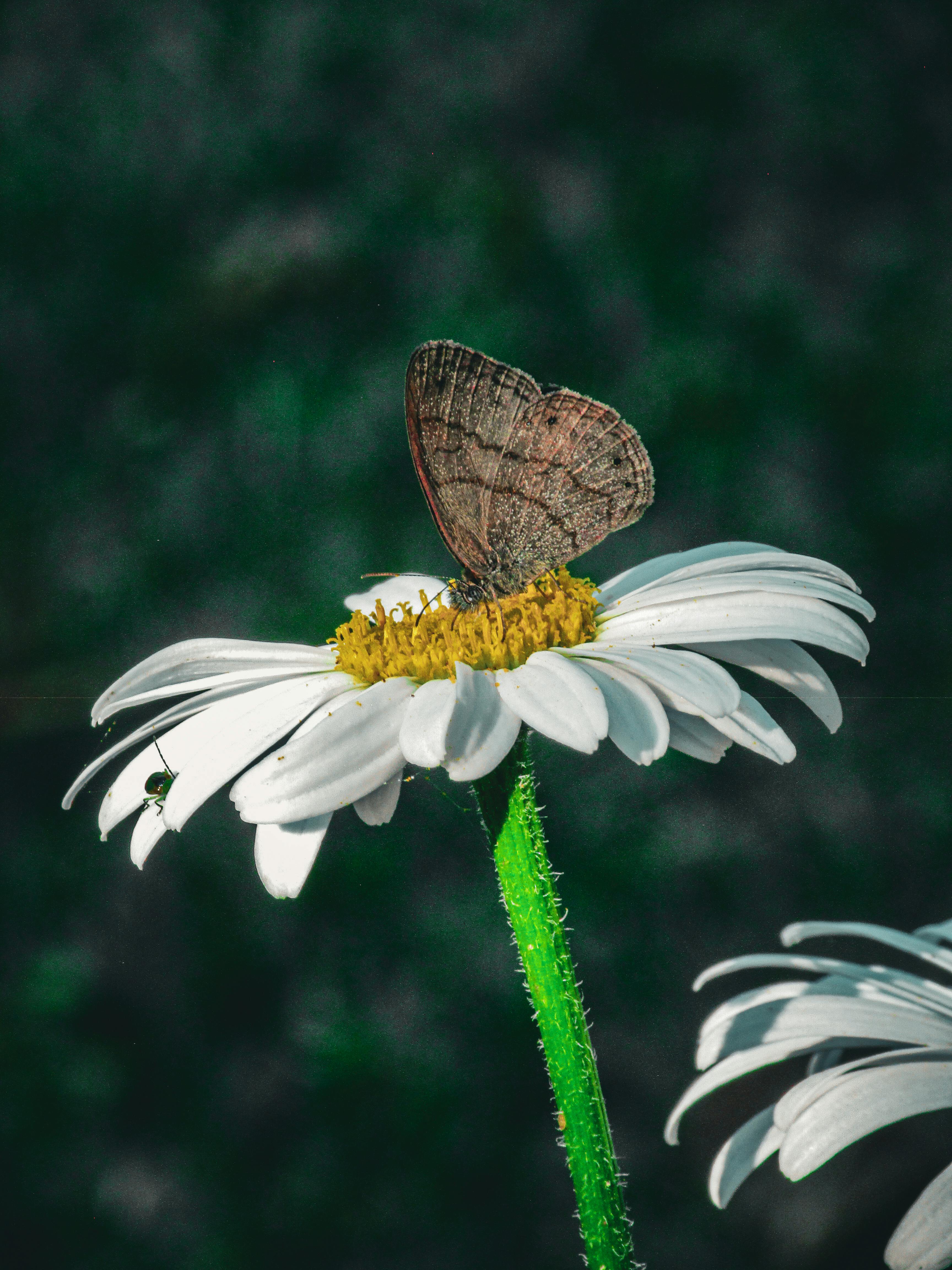 Tradiciones Únicas y Festividades Imperdibles en Panamá y Guatemala en 2024