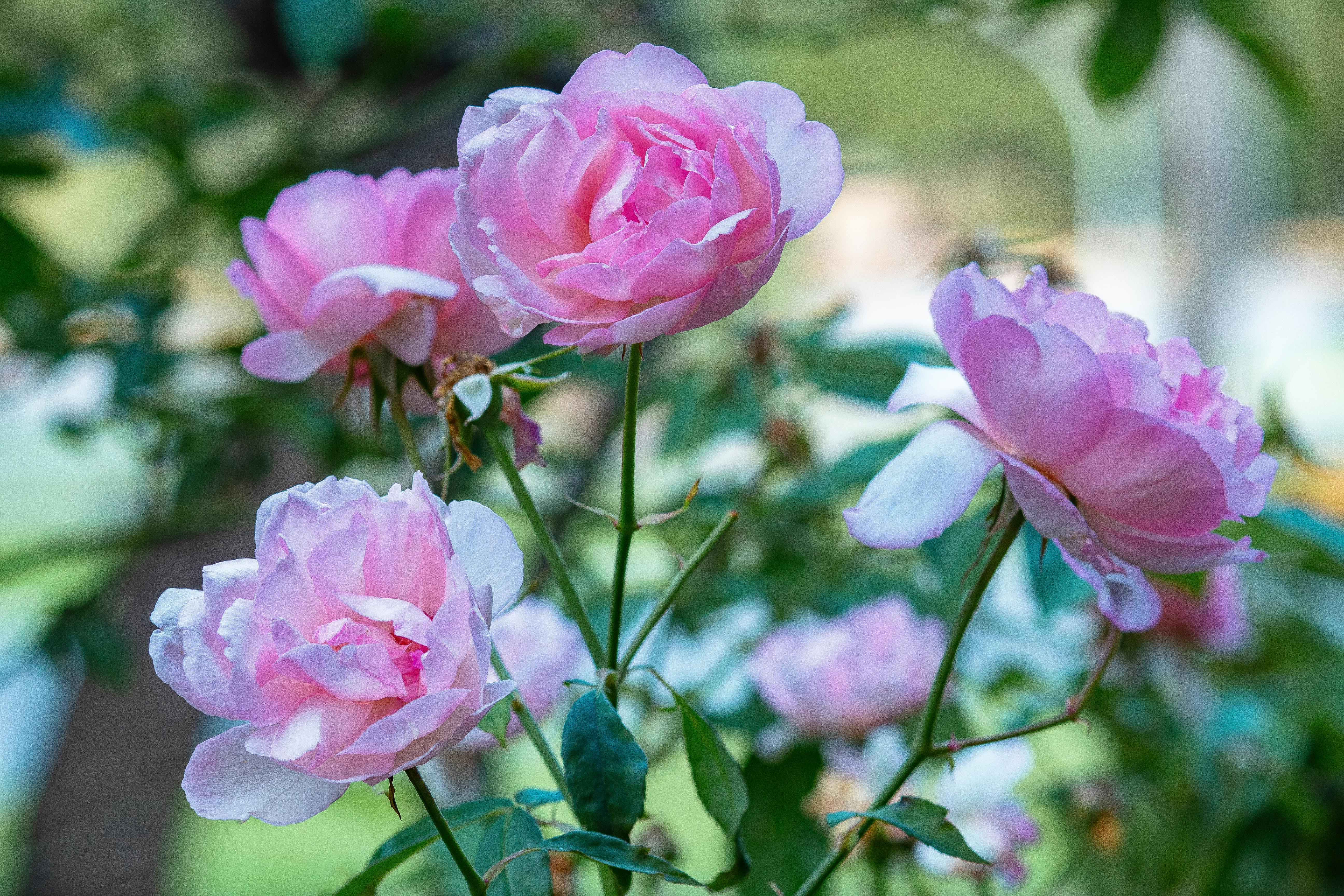 Zapatos Roses Photos Download The BEST Free Zapatos Roses Stock Photos 