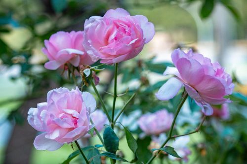 Pink Roses Outside Close-Up of Pink Roses in Bloom Outdoors · Free Stock Photo
