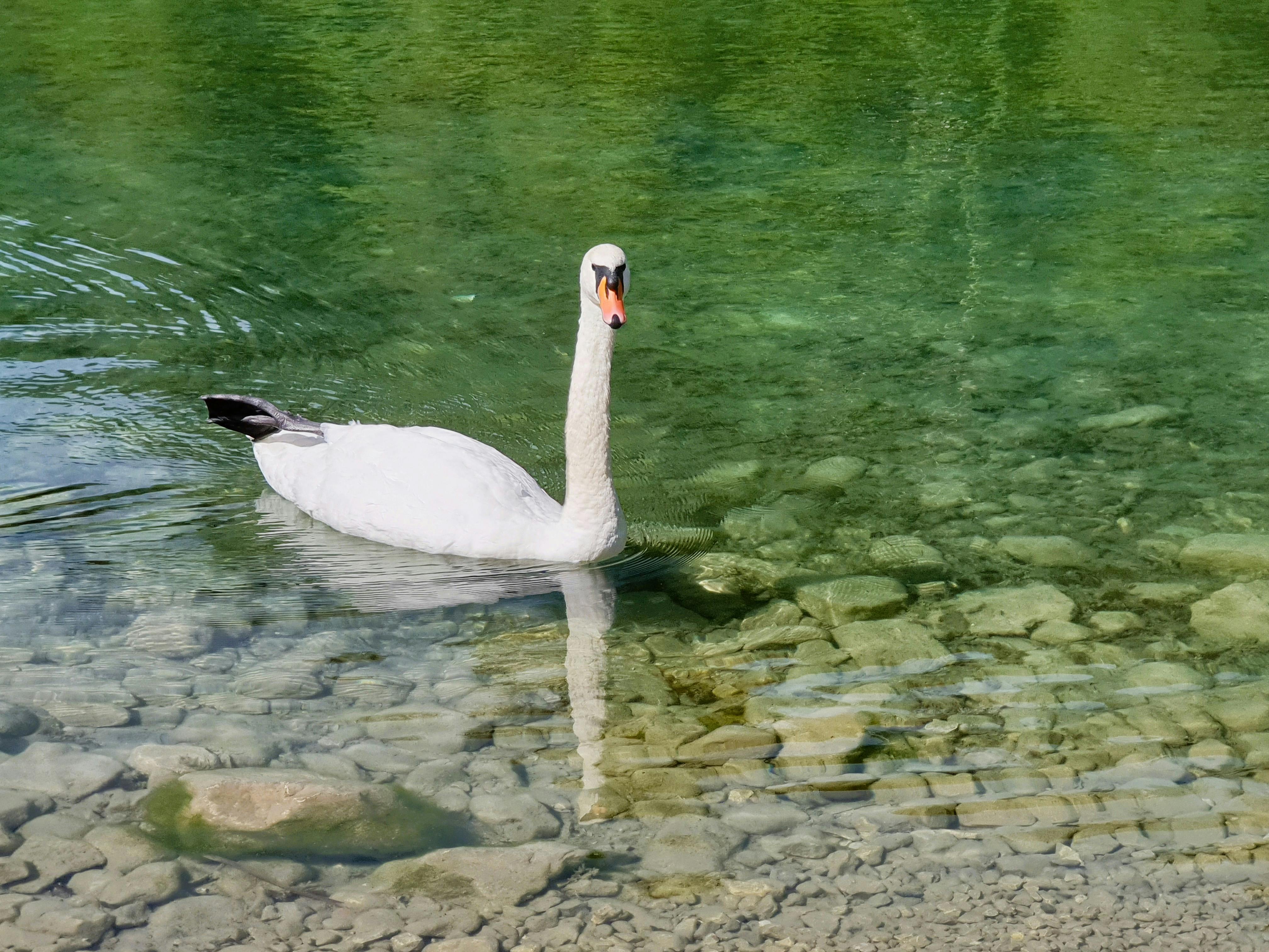 Beautiful swan gracefully swimming in crystal-clear water, reflecting its elegant pose.