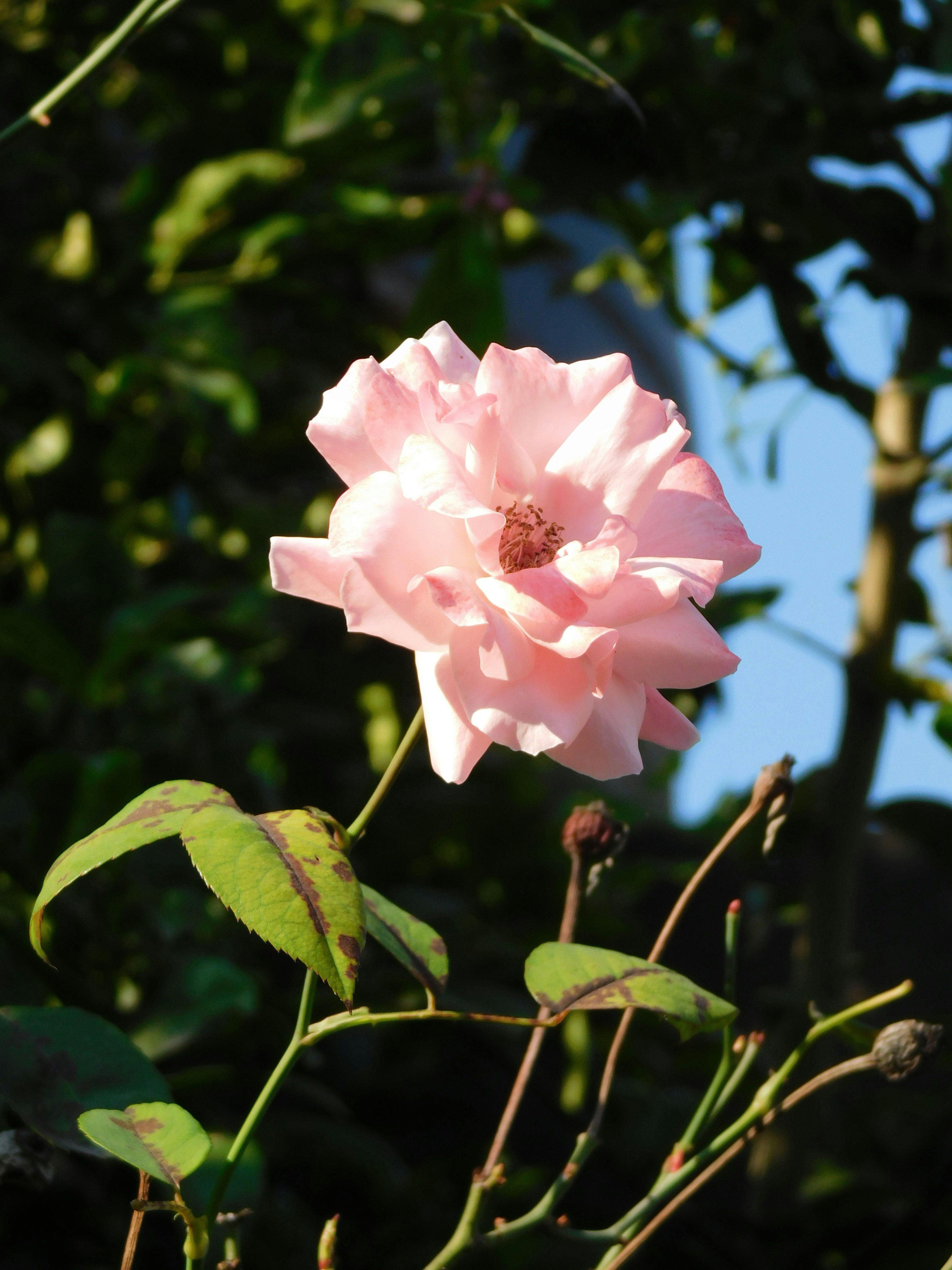A close-up of a stunning pink rose in vibrant bloom under sunlight in Santana de Parnaíba, Brazil.