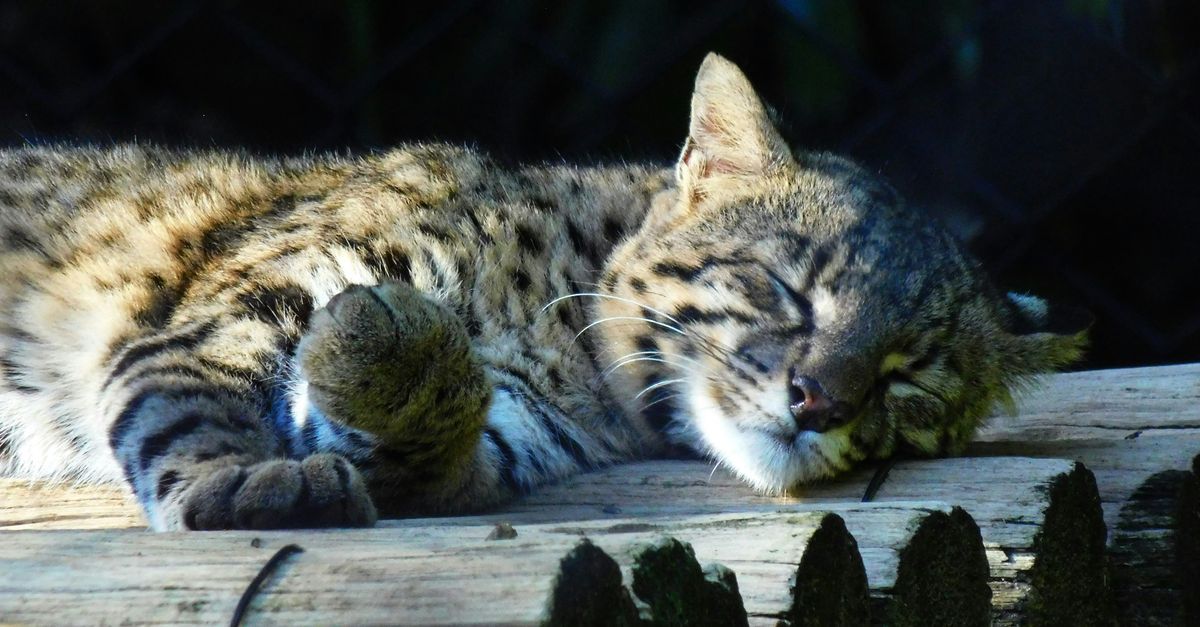Um gato selvagem dormindo pacificamente em um tronco no Zoológico de São Paulo, representando a tranquilidade e a beleza da natureza.