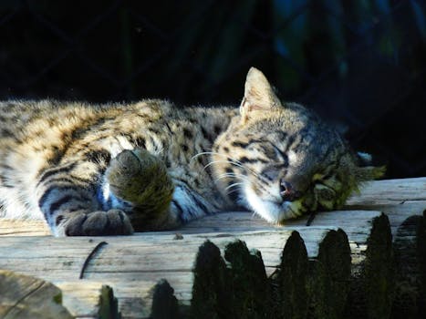 A wildcat peacefully sleeping on a log at São Paulo Zoo, depicting tranquility and nature's beauty.