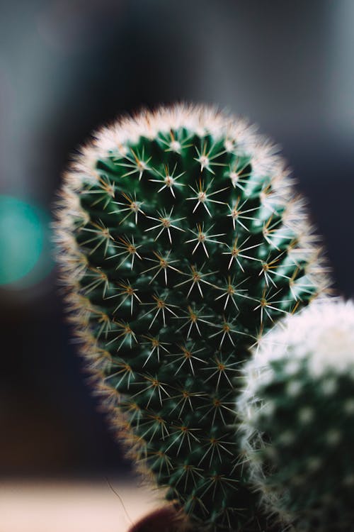 绿色仙人掌植物的宏观照片