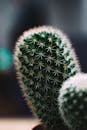 仙人掌的宏观拍摄展示了其多刺的刺和软焦点背景