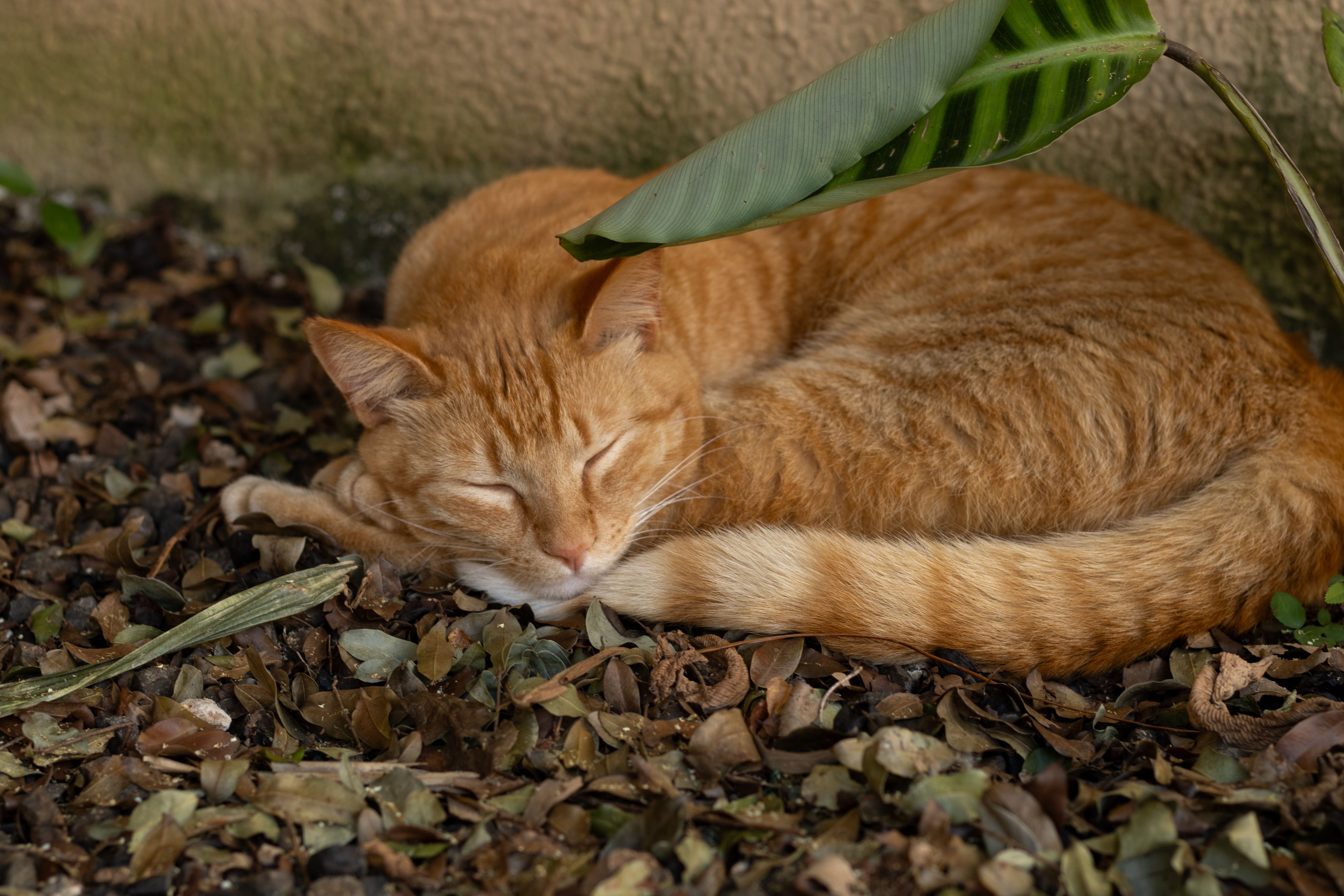 Gratis Un tranquillo gatto rosso riposa tra foglie secche e vegetazione, simbolo di calma e natura. Foto a disposizione
