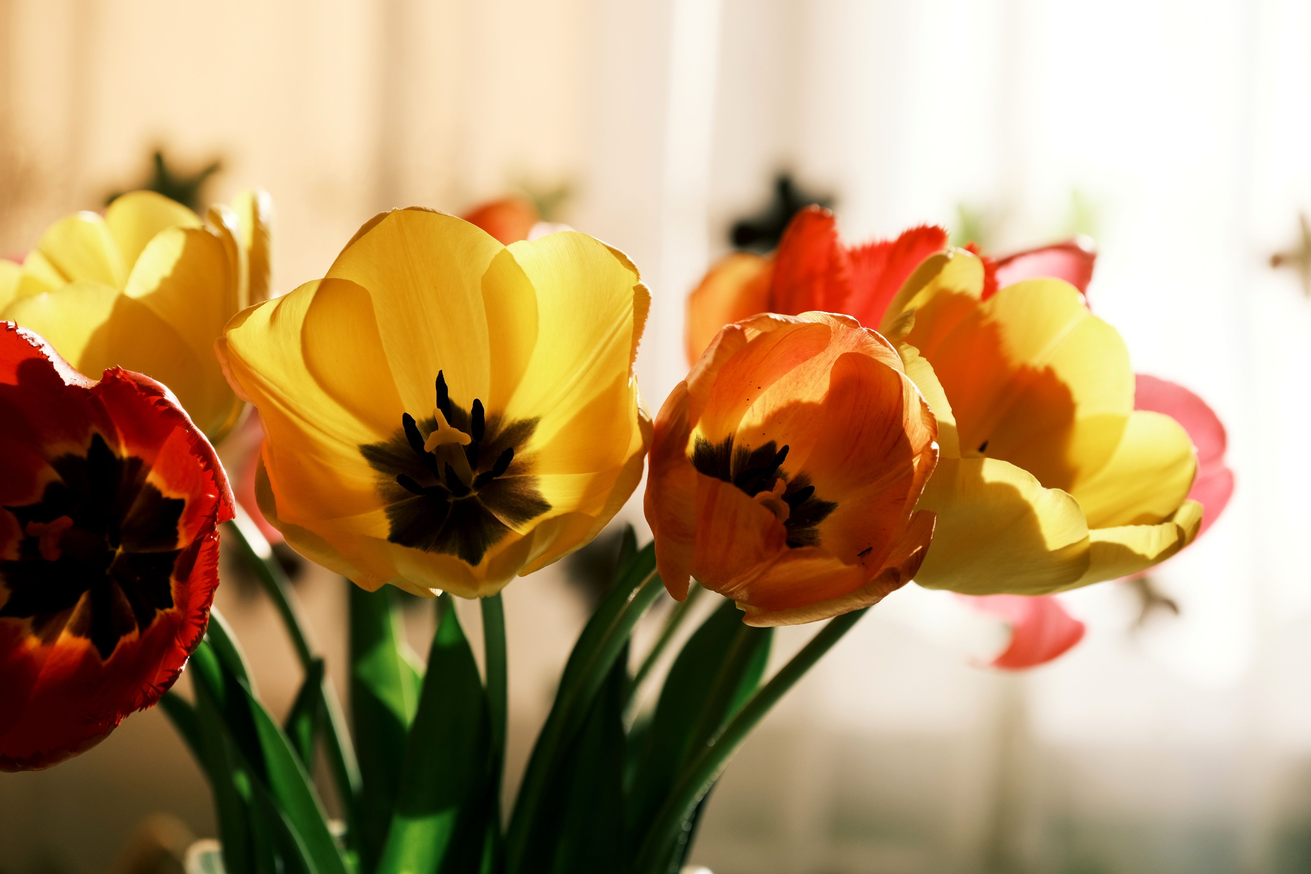Vibrant Tulips in Soft Sunlight Blooming Indoors · Free Stock Photo