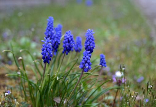 Vibrant blue Muscari flowers blooming in a lush green field.