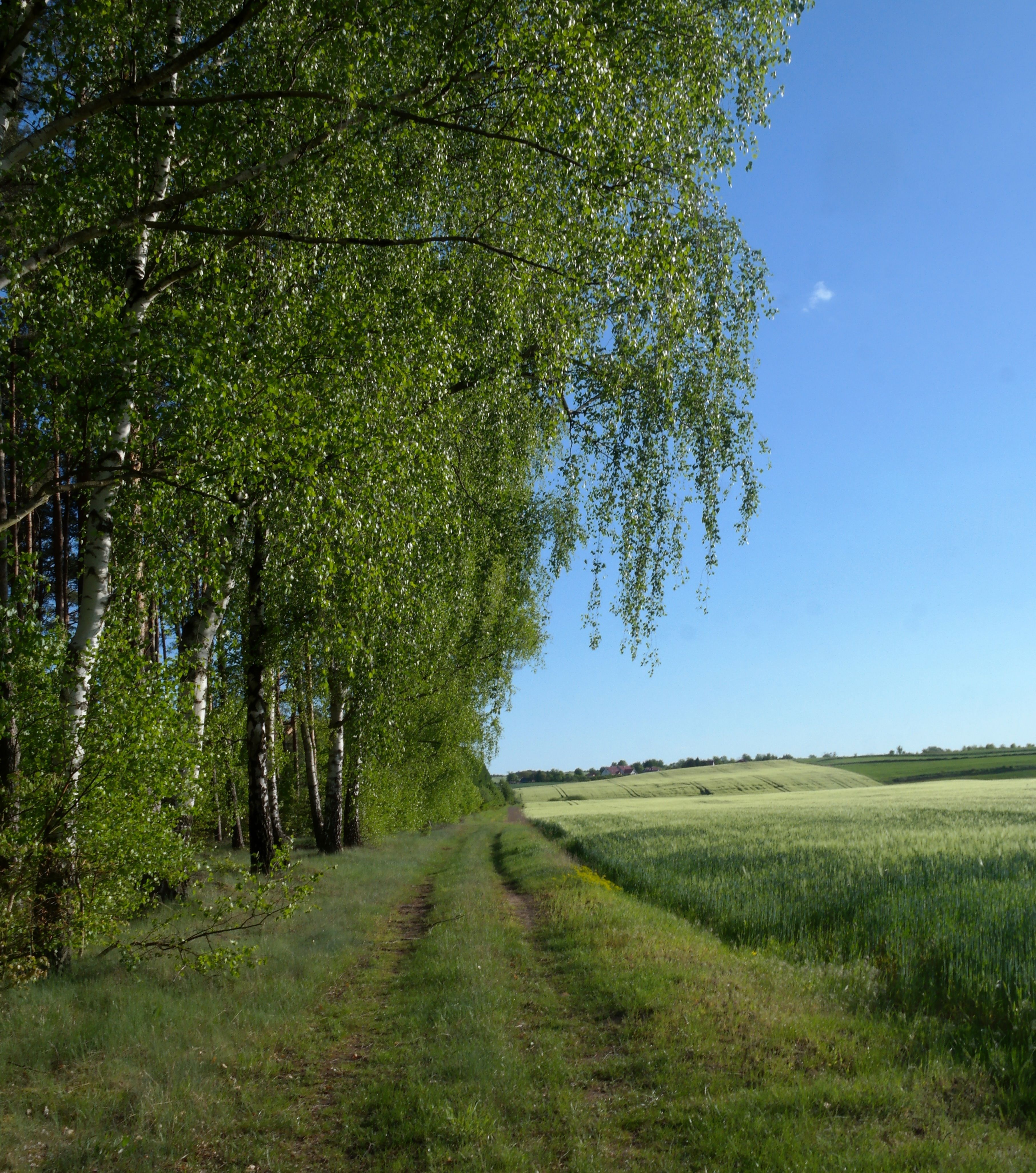 Serene Countryside Path Among Lush Green Fields · Free Stock Photo