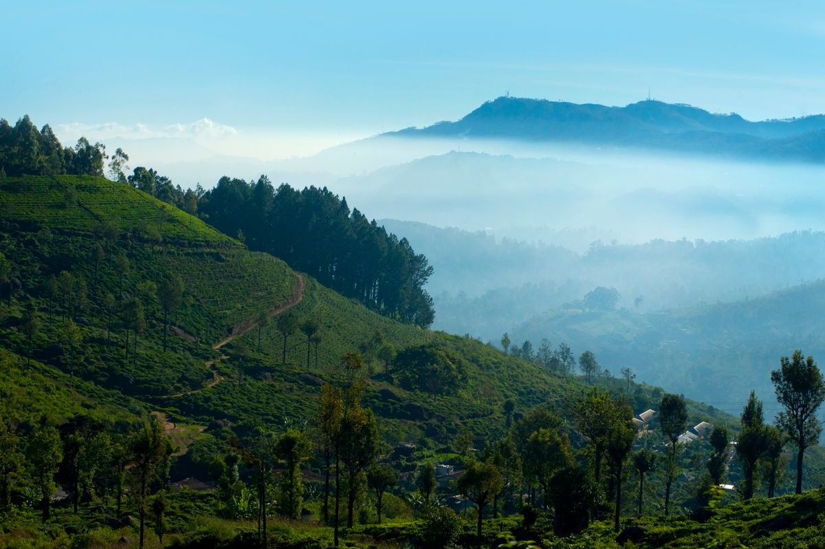 Ceylon Tea Estate Experience