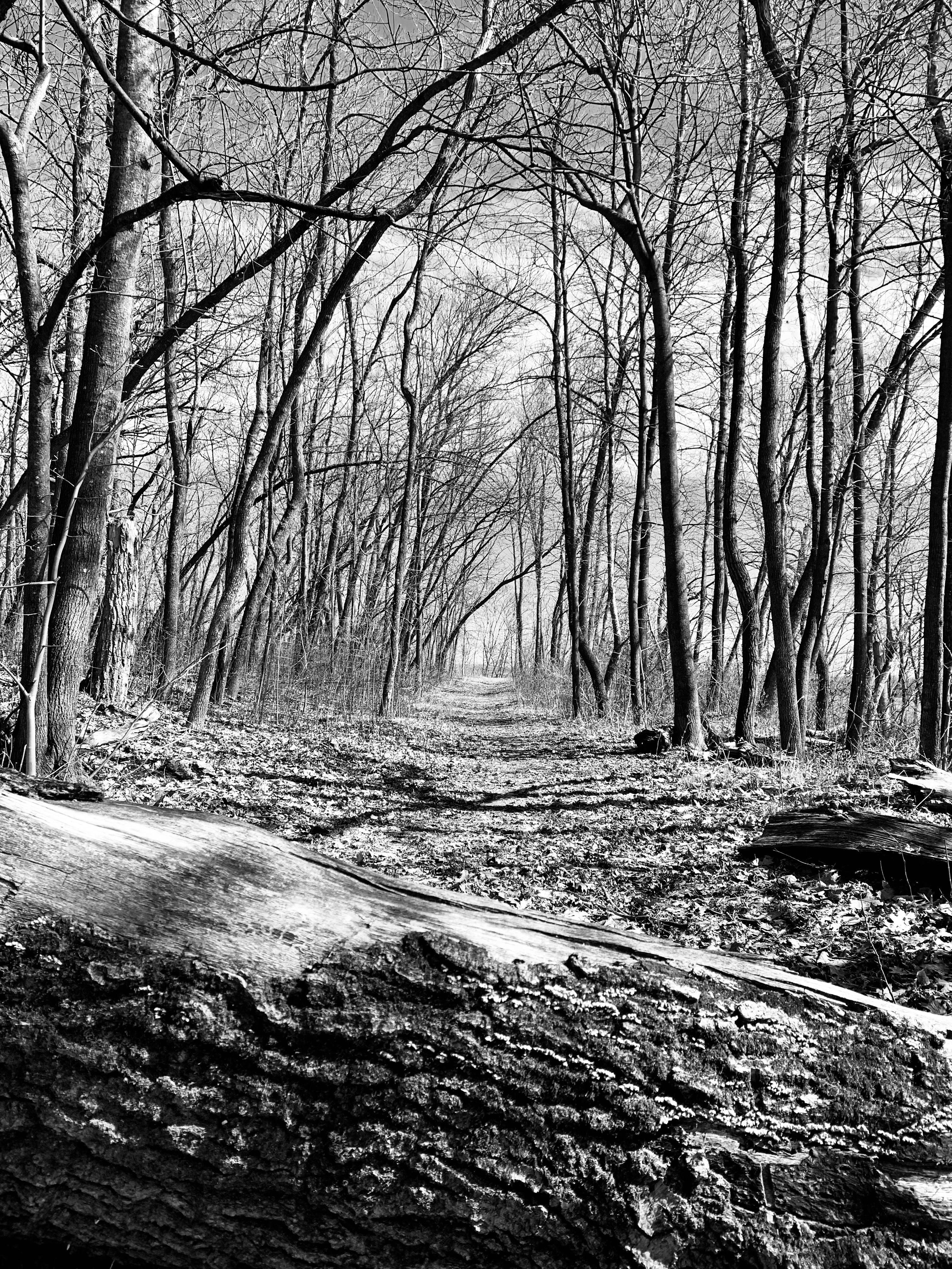 Serene Black and White Forest Pathway in Spring · Free Stock Photo