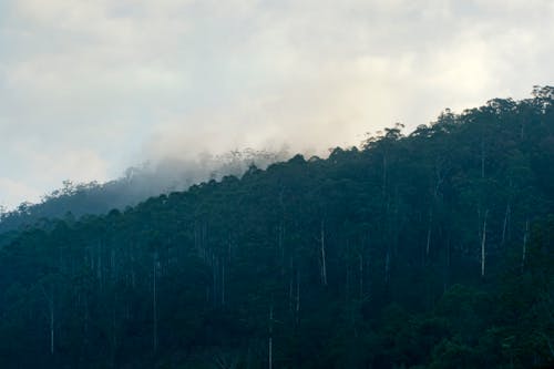 Person Showing Green Forest